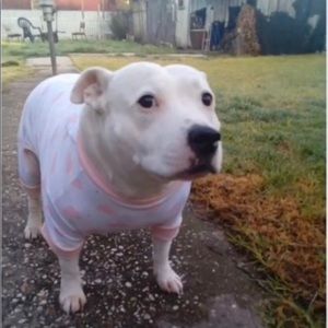 Meet your Posher, Greyson